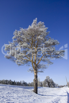 single tree against blue sky