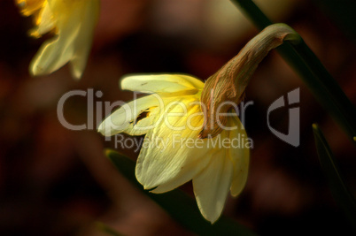 Daffodil in Early Spring