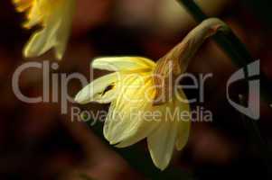 Daffodil in Early Spring