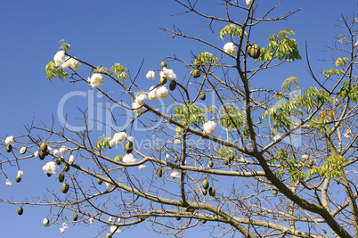 Kapok Silk-cotton tree