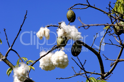 Kapok Silk-cotton tree