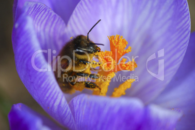A bee pollinating a Crocuses