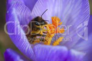 A bee pollinating a Crocuses