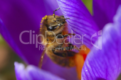 A bee pollinating a Crocuses in spr