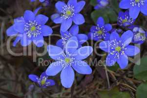 Bluestar Hepatica nobilis