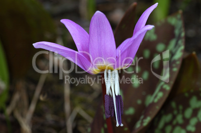 Dog's Tooth Violet