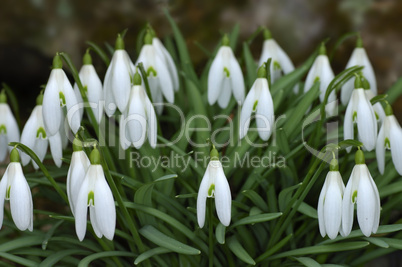 Common Snowdrop