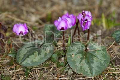 Cyclamen