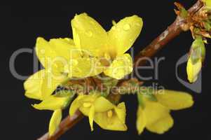 Blossoming Forsythia with rain drop