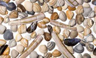 Seashells seamless texture