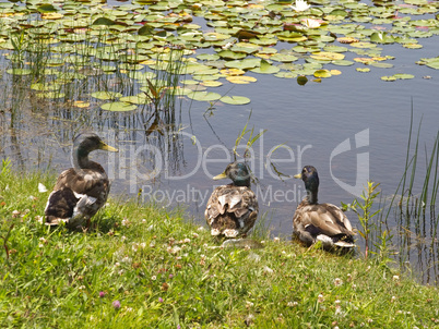 Ducks at the Edge of a Pond