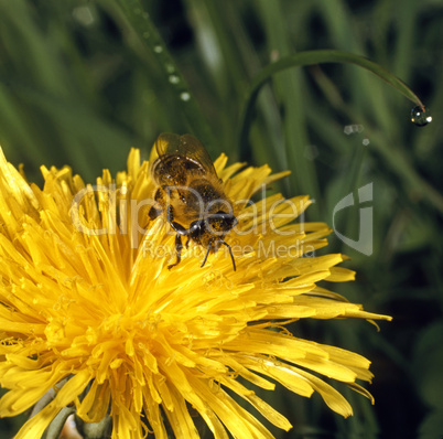 Bee on a Dandelion