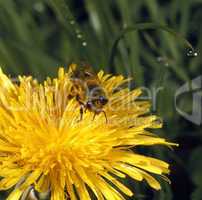Bee on a Dandelion