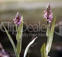 Dactylorhiza maculata agg