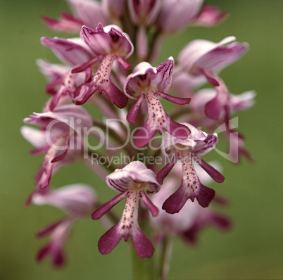 Orchis militaris