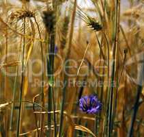 Cornflower in a Cereals Field
