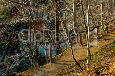 Bicycle Path in Woods