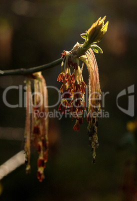 Oak Tree Flowers