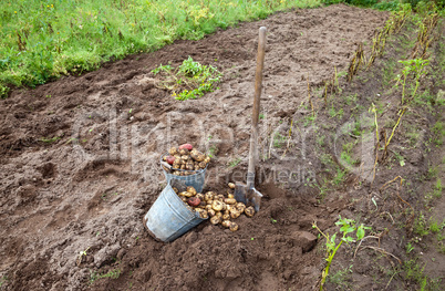 First harvest of organically grown new potatoes