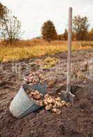 First harvest of organically grown new potatoes