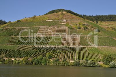 Weinberge in Longuich an der Mosel