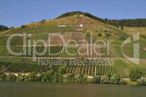 Weinberge in Longuich an der Mosel