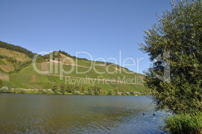 Weinberge in Longuich an der Mosel