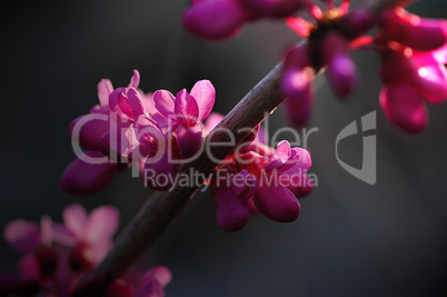 Redbud Tree Flowers
