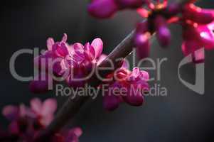 Redbud Tree Flowers