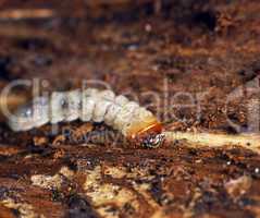 Wood Tick Maggot