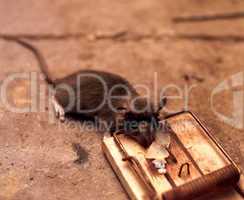 Dead Mouse
