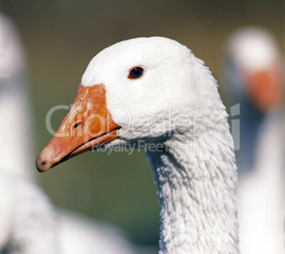 Goose