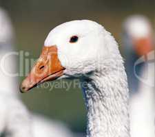 Goose