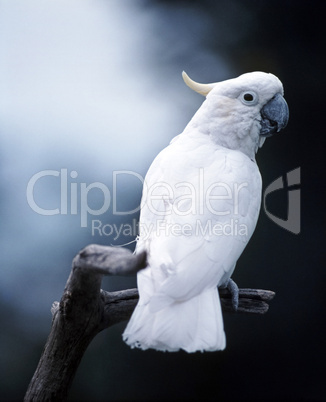 Cockatoo