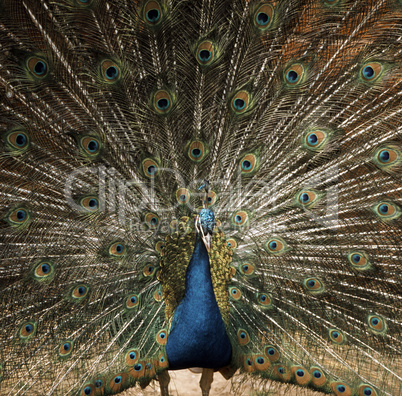 Peacock