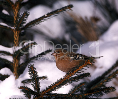 Chaffinch