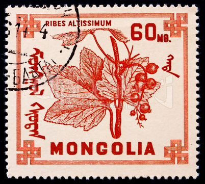Postage stamp Mongolia 1968 Ribes Altissimum, Deciduous Shrub, F