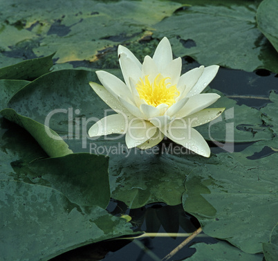 Water Lily