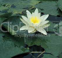 Water Lily