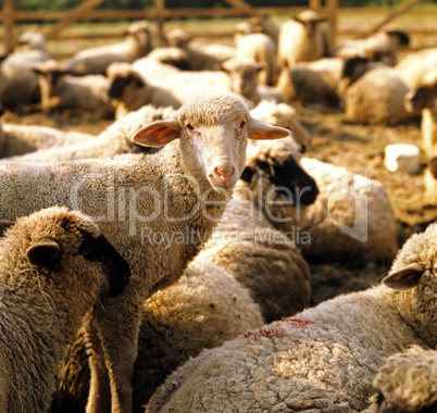 Flock of Sheep
