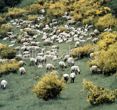 Flock of Sheep