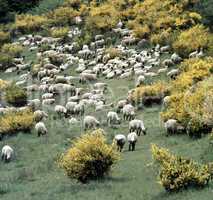 Flock of Sheep