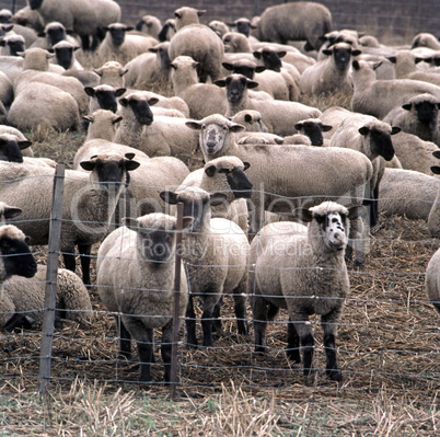 Flock of Sheep