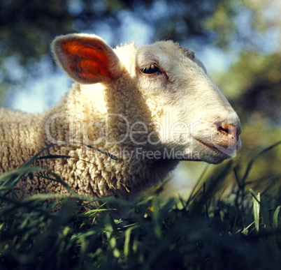 Sheep