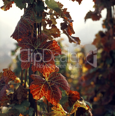 Wine Leaves