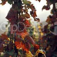 Wine Leaves