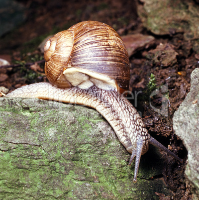 Edible Snail