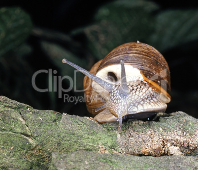 Edible Snail