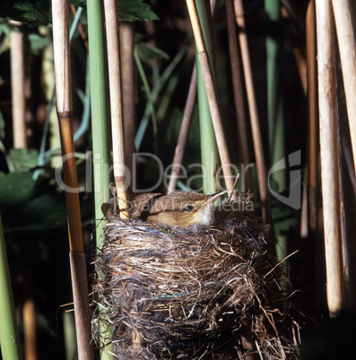 Eurasian Reed-Warbler