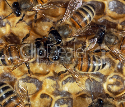 Bees on a Honeycomb